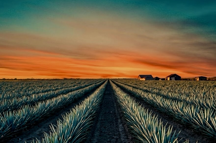 Agave field at sunset